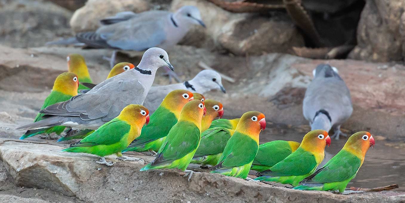 Fischer's Lovebirds, Ndutu, Tanzania