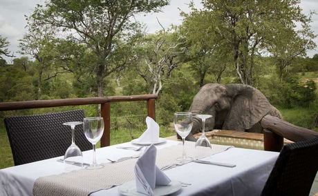 Elephant and private dining table, Idube Game Reserve. 