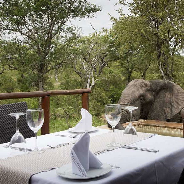 Elephant and private dining table, Idube Game Reserve. Elephant and private dining table, Idube Game Reserve.