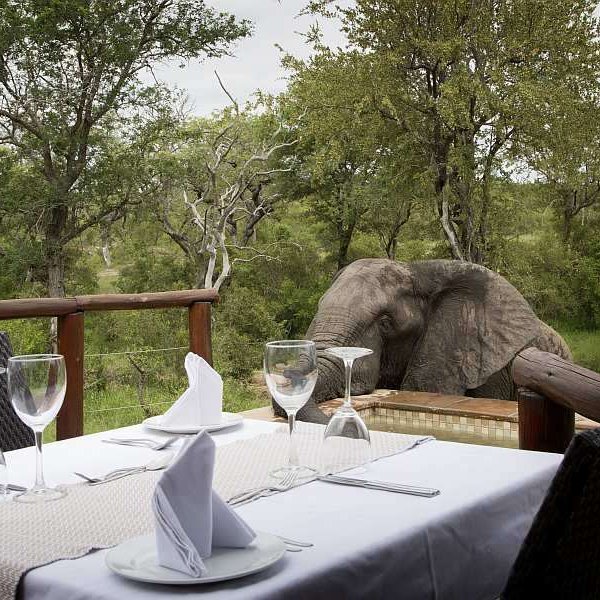 Elephant and private dining table, Idube Game Reserve. 