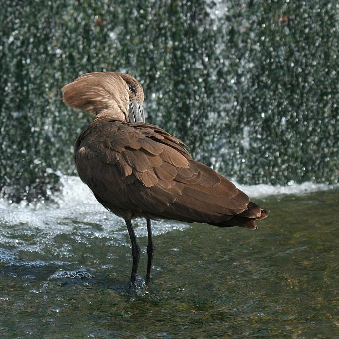 Birds of South Africa, the Hamerkop