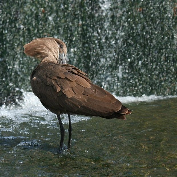 Birds of South Africa, the Hamerkop