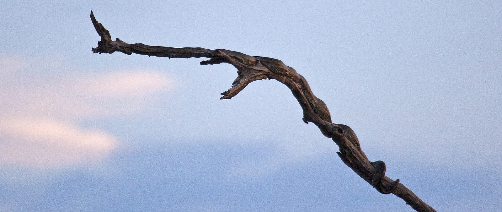 African Rock Python. 