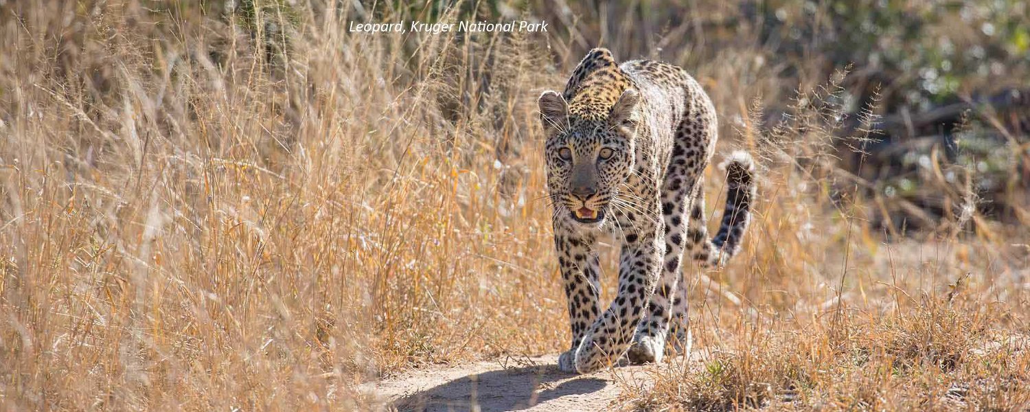 Incredible Kruger Park Safari: an 11-day safari experience