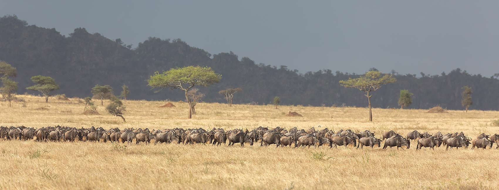 Wildebeest migration in the Serengeti.