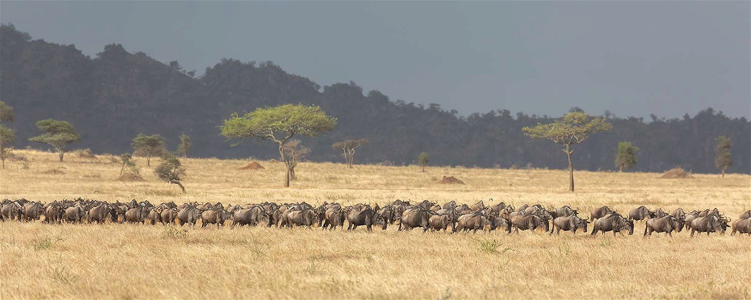 Wildebeest migration in the Serengeti.