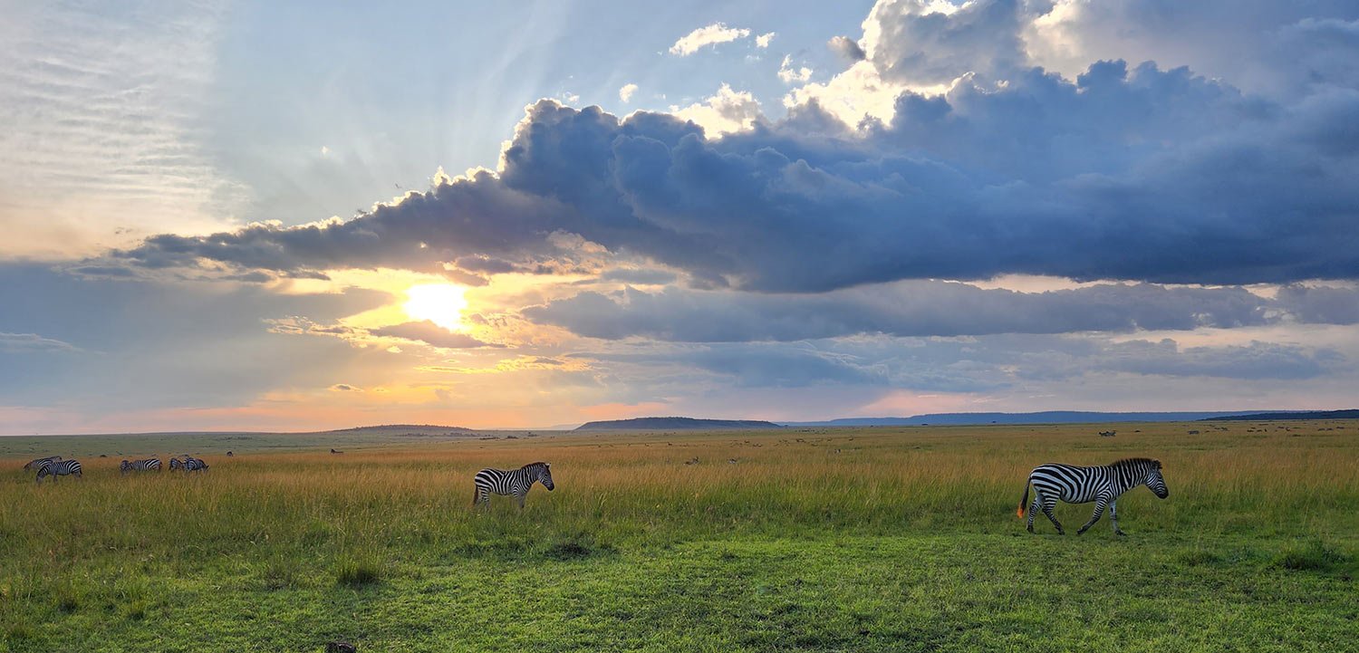Zebras on the plains of the Masai Mara