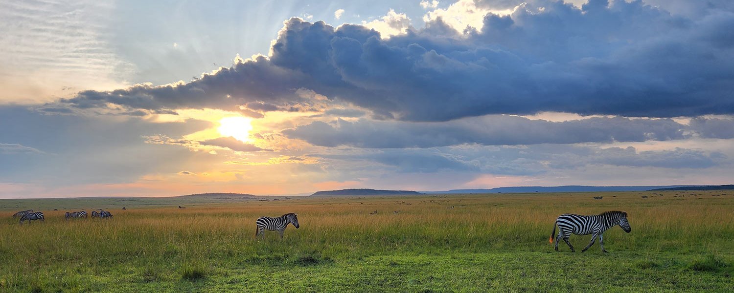 Zebras on the plains of the Masai Mara