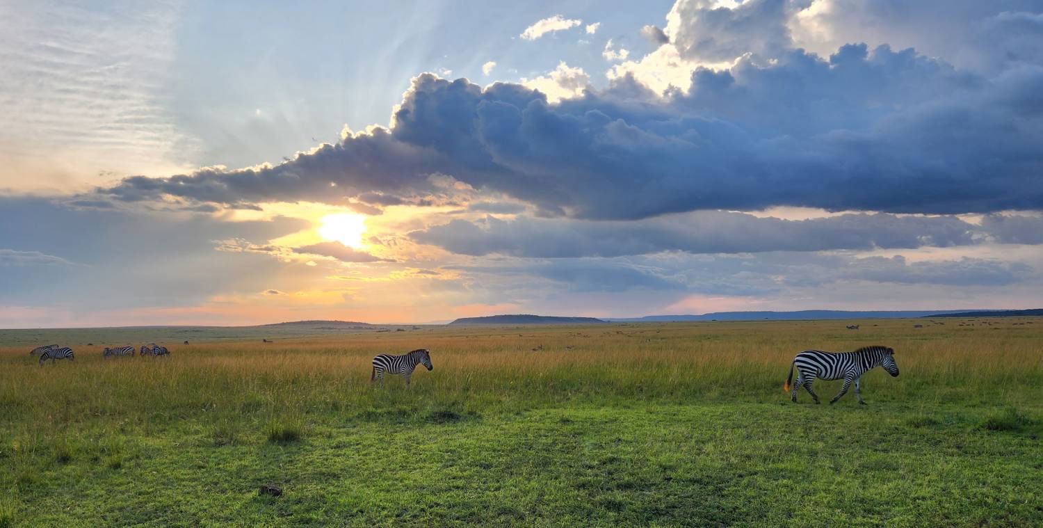 Zebra in the Masai Mara. 