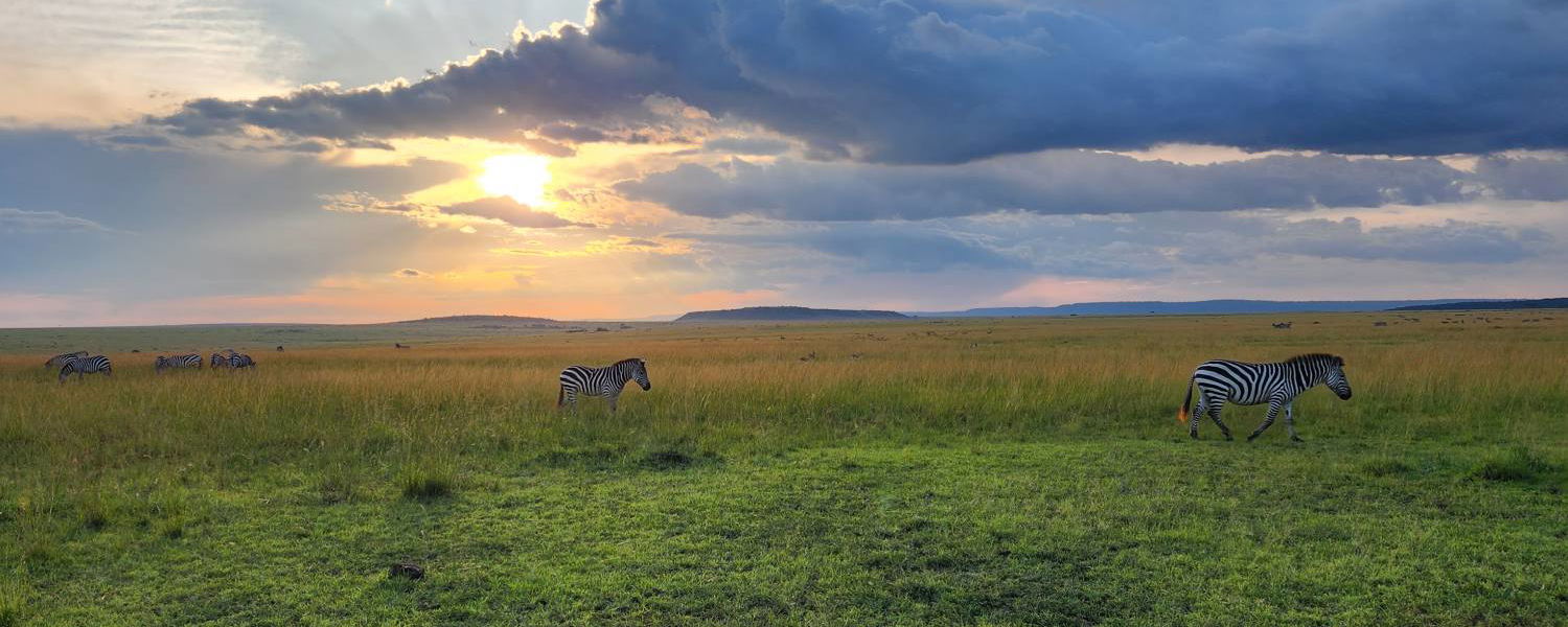 Zebra in the Masai Mara.