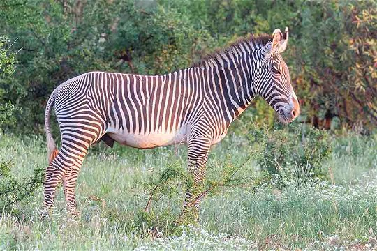 Grevy's Zebra
