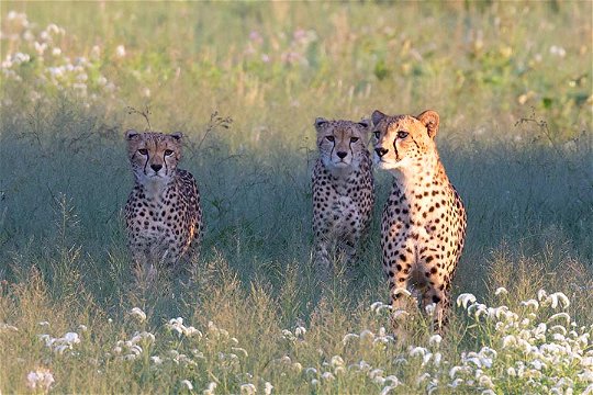 The trio of Cheetahs