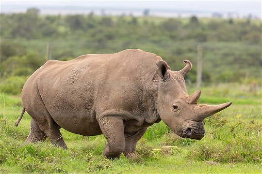 Northern White Rhino in secure encosure. 