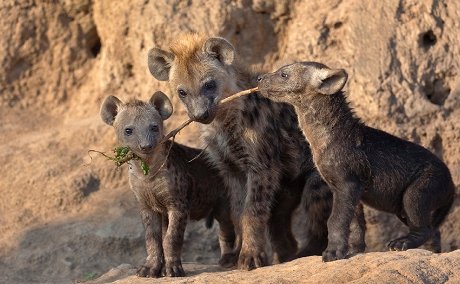 Spotted Hyena pups, Sabi Sand Game Reserve