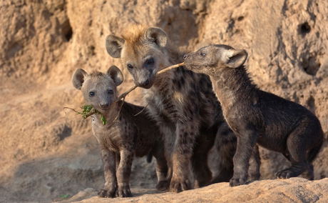 Spotted Hyena pups, Sabi Sand Game Reserve Spotted Hyena pups, Sabi Sand Game Reserve