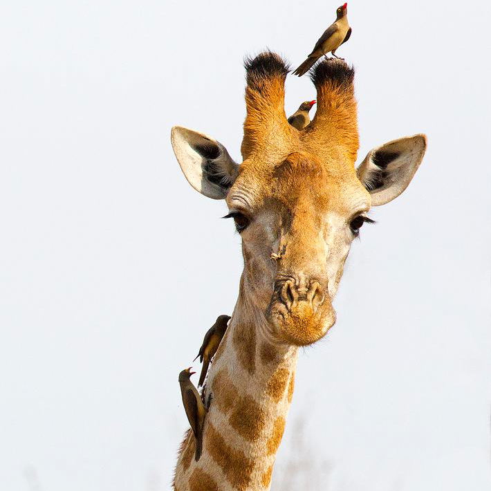 Giraffe and Oxpeckers sen on the safari. Giraffe and Oxpeckers sen on the safari.