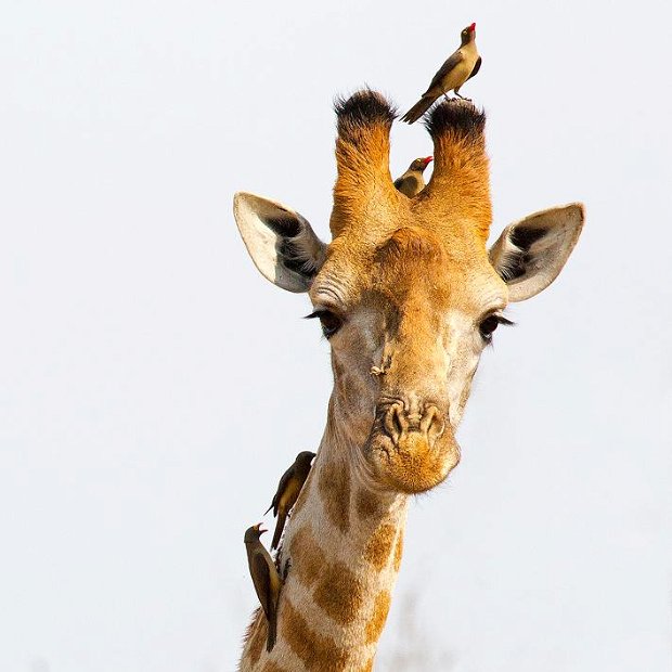 Giraffe and Oxpeckers sen on the safari. 