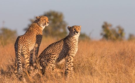 Cheetah pair, Kruger National Park