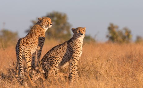 Cheetah pair, Kruger National Park Cheetah pair, Kruger National Park