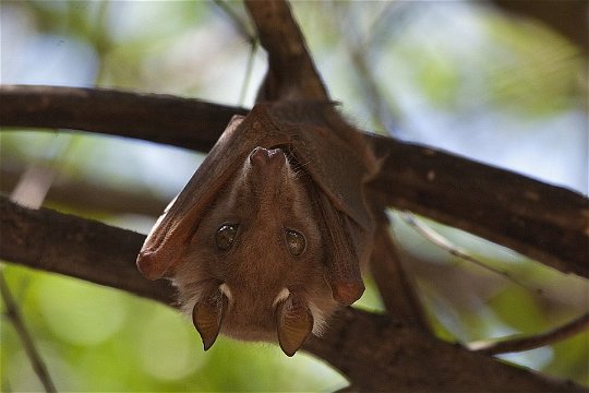 Epauletted Fruit Bat (probably Wahlberg's). 