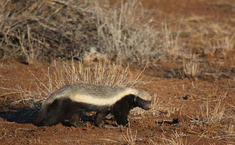 Honey Badger on the prowl near Satara