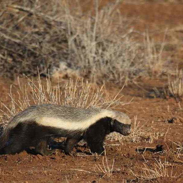 Honey Badger on the prowl near Satara Honey Badger on the prowl near Satara