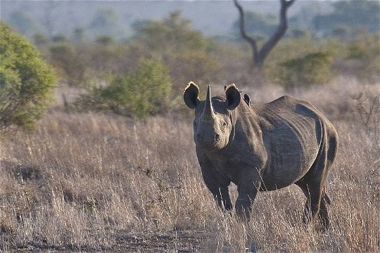 The awesome Black Rhino.