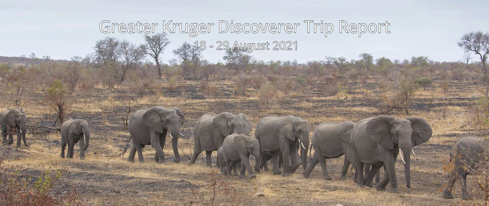 Elephant herd, Kruger National Park. 