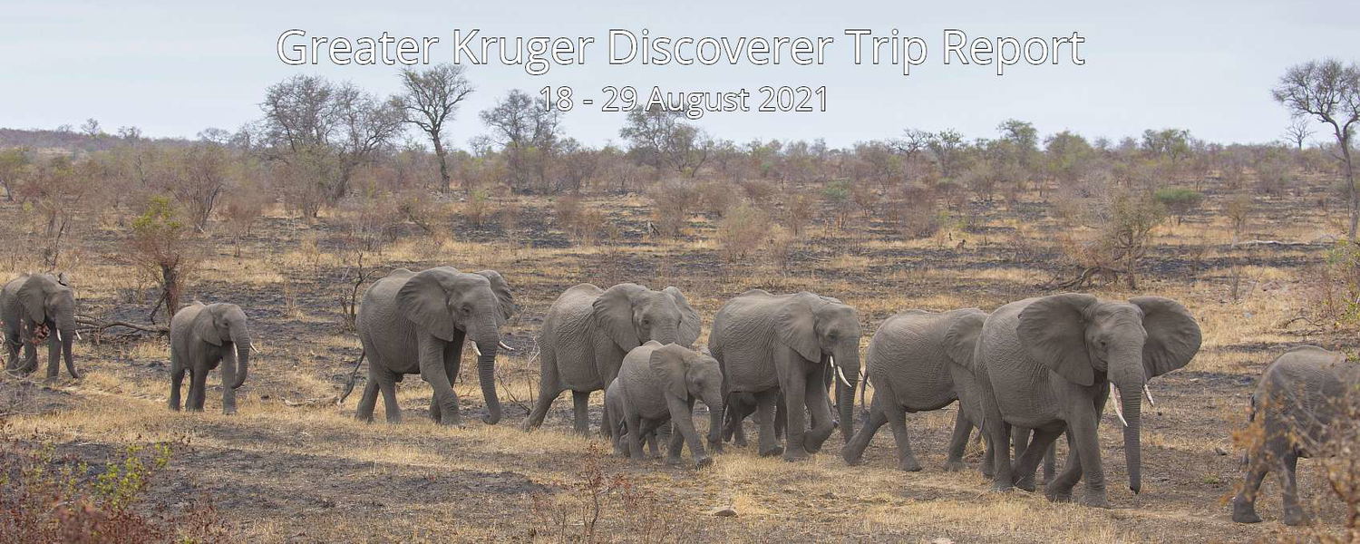 Elephant herd, Kruger National Park. 