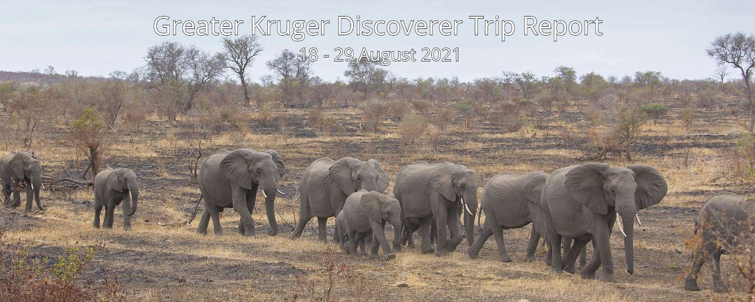 Elephant herd, Kruger National Park. 