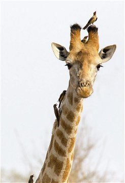 Giraffe and Oxpeckers. 