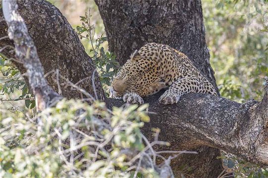 Leopard in a tree, the second of the morning. 