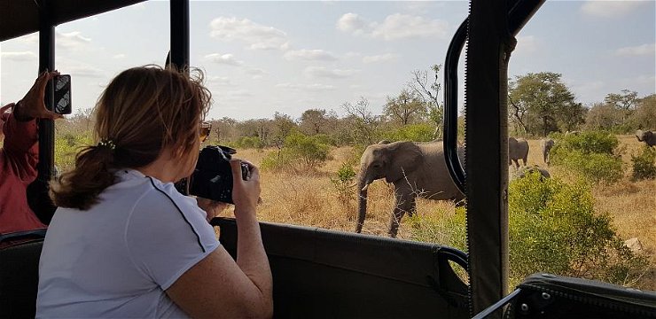 Viewing Elephants. 