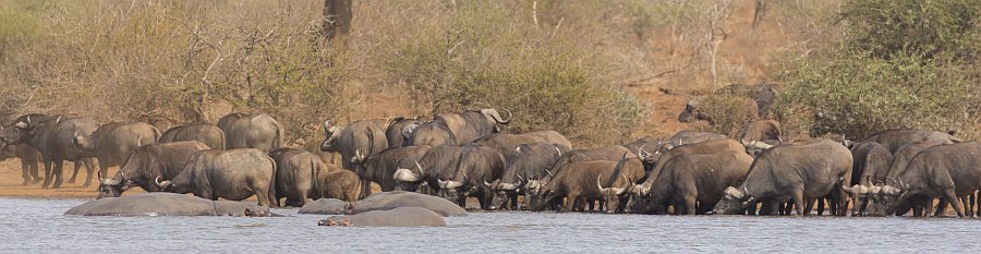 Buffalo herd at Sunset Dam. 