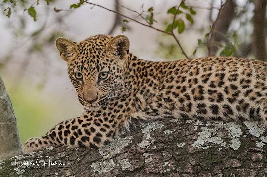 Young Leopard, Sabi Sands, by Donna Gottschalk