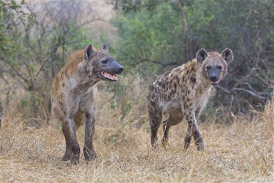 Spotted Hyenas. 