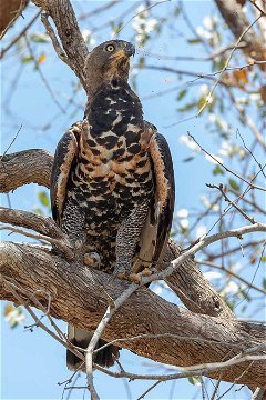 African Crowned Eagle, Nyerere NP. 
