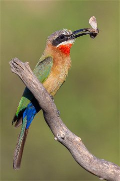 White-fronted Bee-eater, Nyerere. 