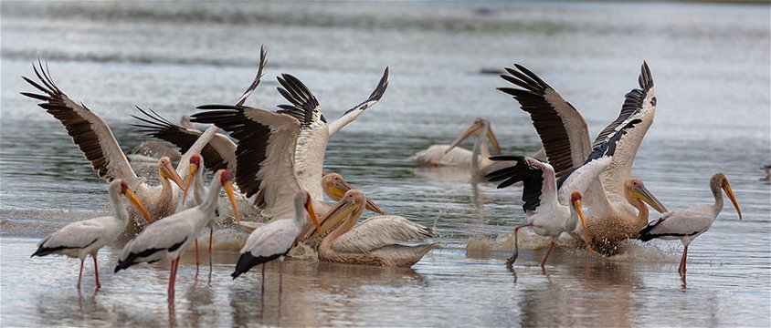 Lake Mzizima water bird fest. 