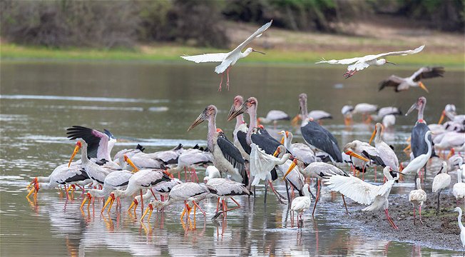 Storks etc on Lake Mzizima. 