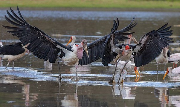 Marabou Storks clashing. 
