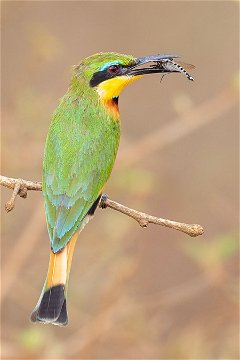 Little Bee-eater, Nyerere. 