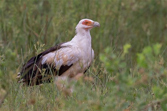 Palmnut Vulture, Nyerere. 