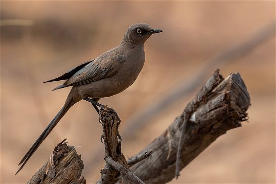 Ashy Starling, endemic to Tanzania, Ruaha. 