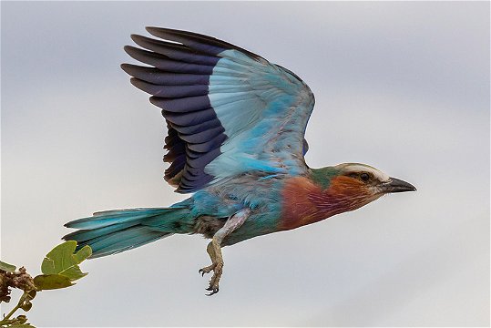 Lilac-breasted Roller, Ruaha. 