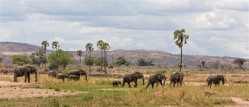 Elephants in the Great Ruaha River. 