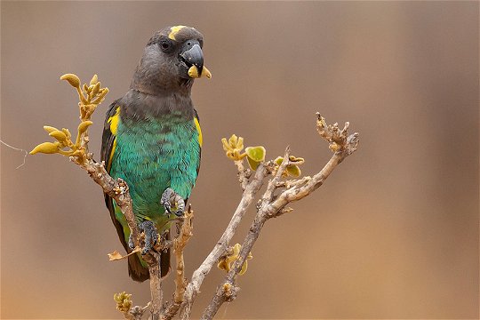Meyer's or Brown Parrot, Ruaha. 