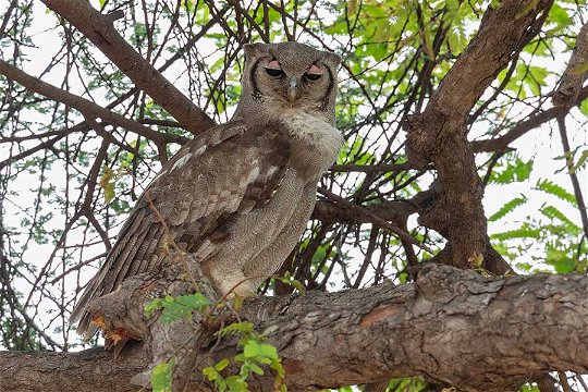 Verreaux's Eagle Owl, Ruaha. 