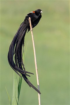 Long-tailed Widowbird, Wakkerstroom. 