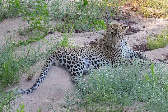Leopard, Kruger NP.